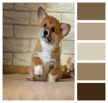 Corgi Puppy Welsh Corgi Image